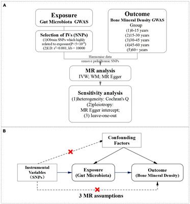 The causal relationship between gut microbiota and bone mineral density: a Mendelian randomization study